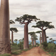 Illustration for article titled As They Grow, Baobab Trees Hollow Themselves Out From The Inside